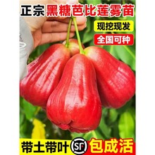 ɏ�F������ǰűȺڽ����޽ӹ��玧�~����̨�����~�t���Ԯ���Y��