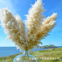 大蒲苇干花豪华潘帕斯草天然蒲苇芦苇亚马逊temu希音ozon跨境热卖