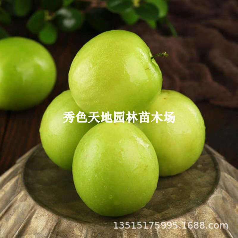 台湾大青枣树果苗活苗甜脆蜜丝枣牛奶枣树南北方种植盆栽地栽树苗