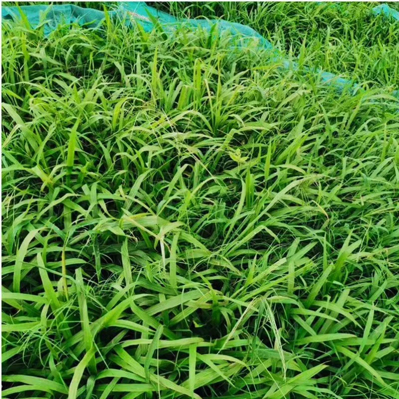 Семена широколистной травы, семена широколистной травы, семена газонной травы для зеленения склонов, термостойкие и засухоустойчивые семена для защиты склонов.