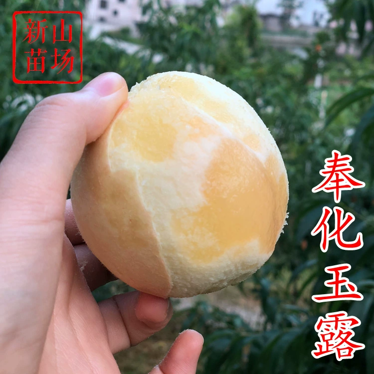 [Саженцы персика Fenghua Yulu] Классический старый сорт арбузного персика Fenghua, представительный сорт, высококачественные саженцы персика с прививкой