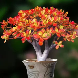 姬红花月红叶老桩玉树多肉植物新手好养绿植花卉红色多肉大老桩