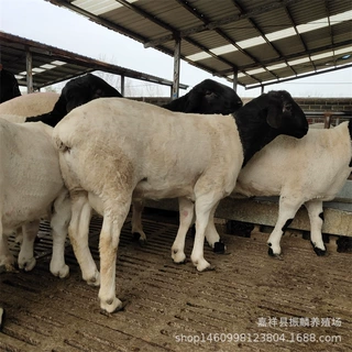 鹤岗杜泊绵羊种羊 杜泊绵羊放养圈养 杜泊绵羊养殖利润