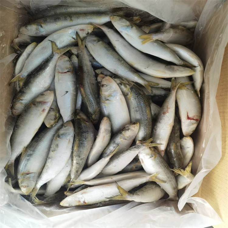 批发沙丁鱼  鳁 厂家销售 供应温鱼 罐头原料 冷冻水产海鲜批发