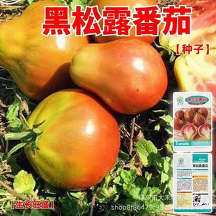 ����¶���ѷN�Ӵ��ﲥ�N�̨�����߲˹Ϲ��N���̨�׷Nֲԭ�b��Ʒ