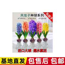 NˮBײͶˮֲļͺ׷N҃Ȼ