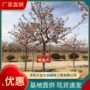 樱花园林道路景区树苗