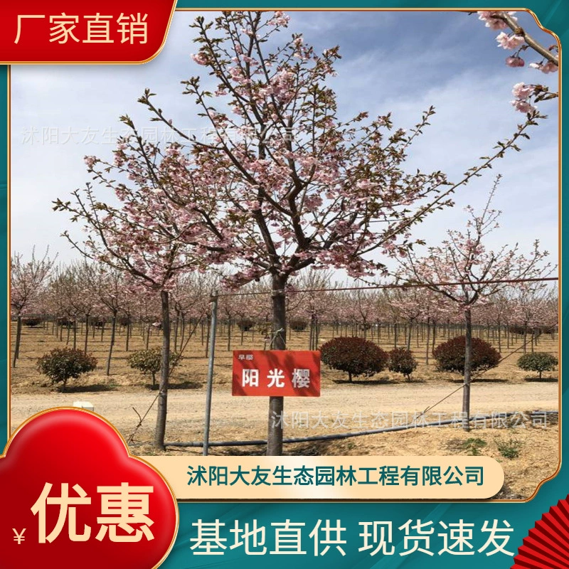 Базовые Оптовые саженцы саженцев сакуры собственного производства ландшафтный дизайн живописных мест Дорога Садовая техника Озеленение саженцев