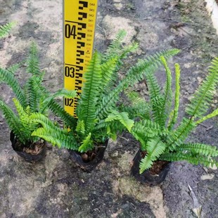 The Base Wholesales a Large Amount of Kidney Fern and Rib Grass in Various Sizes, Park Greening, Community Landscape, Shade-Tolerant Plants