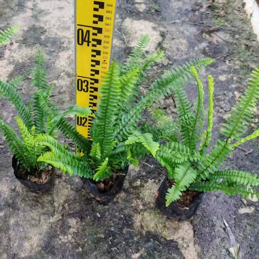 База оптом поставляет большое количество папоротника и риб-грасса различных размеров, для паркового озеленения, ландшафта общественных мест, теневыносливых растений.