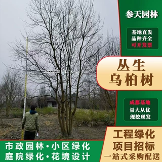 贵州丛生乌桕基地丛生乌桕苗圃丛生乌桕批发丛生乌桕熟苗丛生乌桕