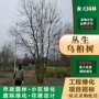 贵州丛生基地苗圃