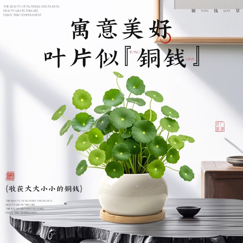 Money Grass Potted Hydroponic Plant Indoor Small Green Plant Living Room Easy to Maintain All Year Round Tea Table Desk Money Grass Ornaments