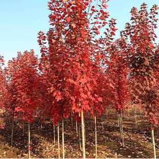 American Red Maple Saplings, Large Cold-Resistant Colorful Leaf Landscape Trees for Villa Courtyards and Walkways, Red Dot Red Crown Autumn Flame Red Maple