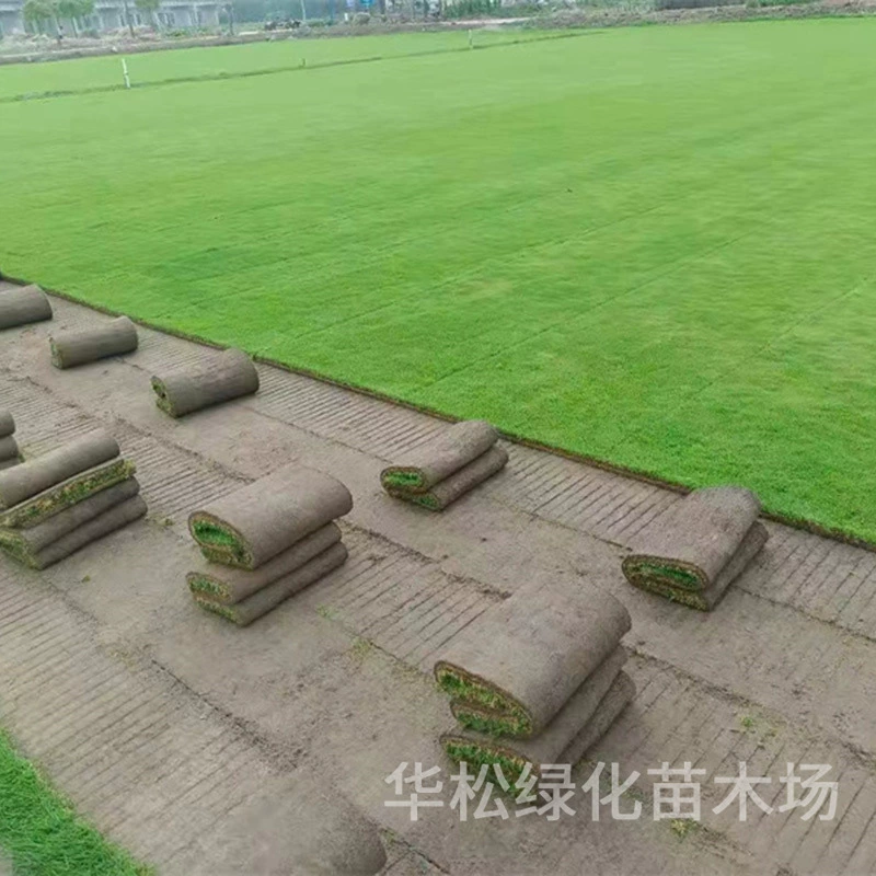 Оптовая продажа настоящего газона, устойчивого к холоду, засухе и давлению, с почвой, смешанной с вечнозеленой травой Манила.