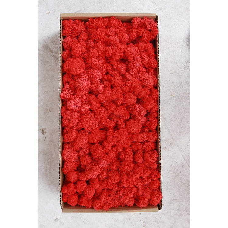 Musgo eterno ciervo musgo planta pared paisaje musgo ventana interior decoración micro paisaje eterna flor musgo