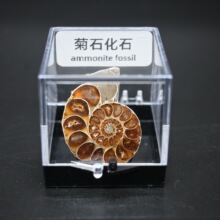 马达加斯加天然斑彩螺化石转运螺菊石海螺古生物化石标本原石教辅