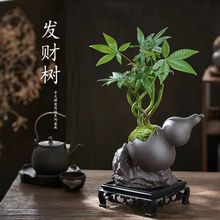 福禄五福发财树盆栽室内好养绿植招财客厅桌面四季常青办公室盆景