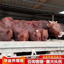 高密哪有利木赞牛出售 现在改良鲁西黄牛育肥牛犊的价格 送铡草机