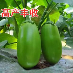�G�������������������纼��һ̖��Ƥ�L�Ѵ����޽Ӹ߮a�����߲���