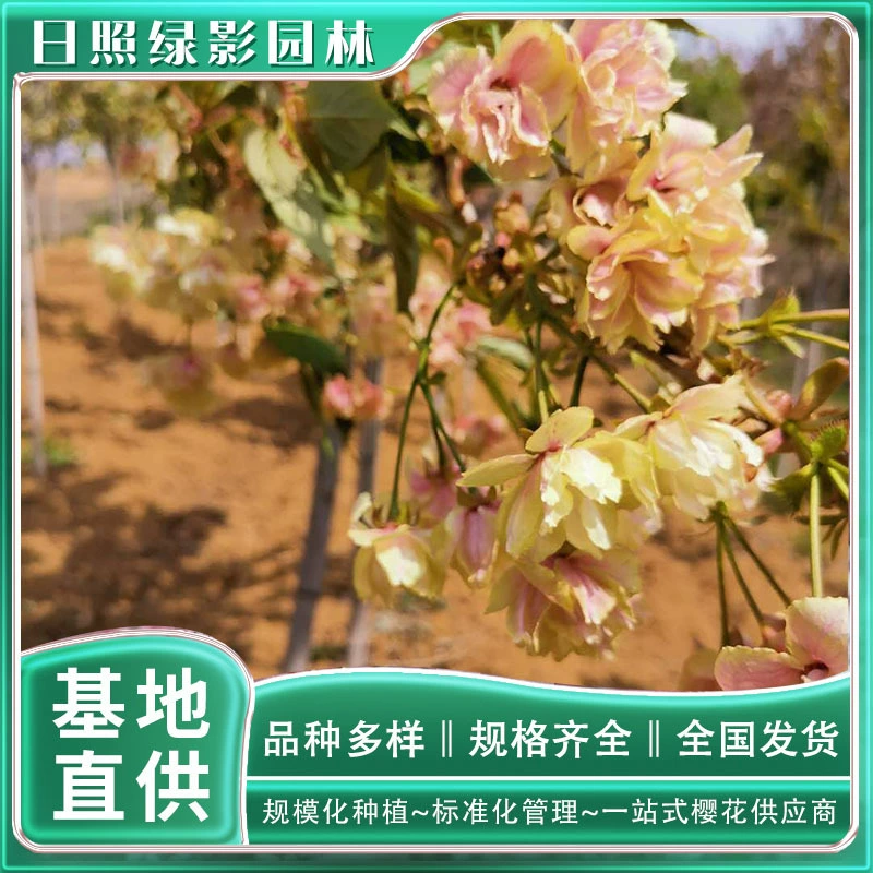 Шаньдун Жичжао Юйцзинь Рассада саженца вишни База 2 см Юйцзинь Рассада вишни Цена Цитата