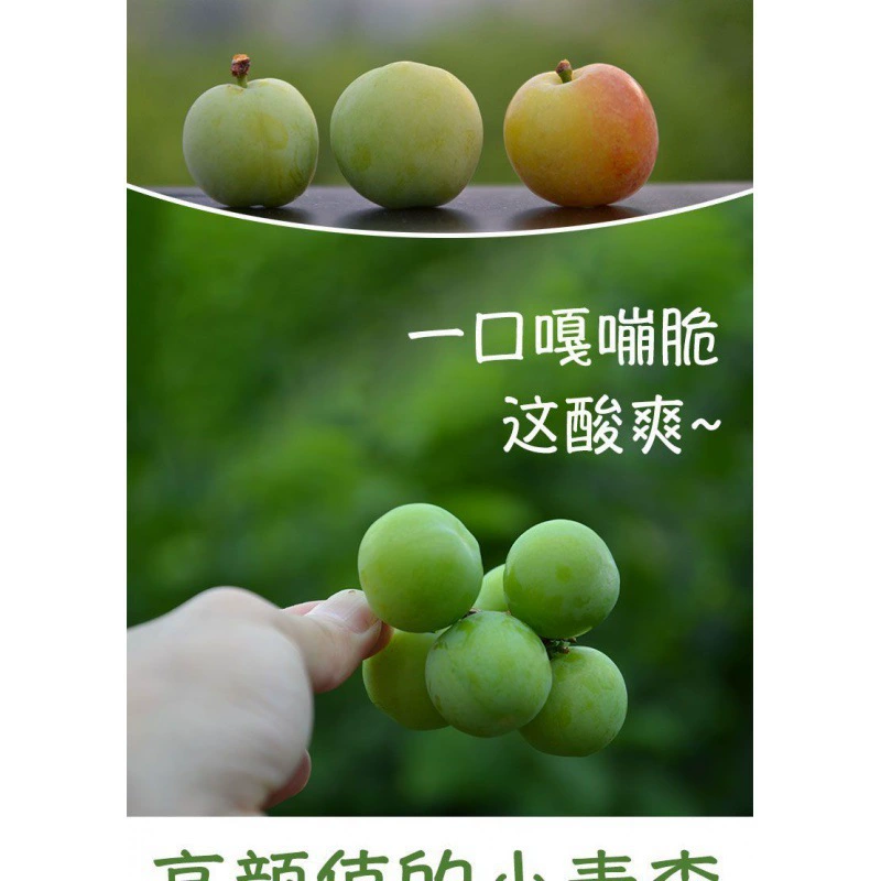 Мартовские сливы — сезонные свежие фрукты для беременных женщин. Гуандун Синьи хрустящие зеленые сливы, жемчужные сливы, кислые дикие сливы Санхуа.