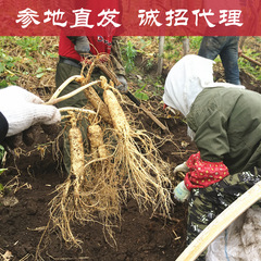 今は新鮮な人参を掘り出して売っています。