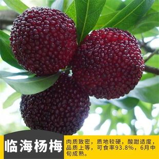 �ח�÷������÷��������ɳ��÷ͥԺ�����̨�޽����Ԯ���Y����