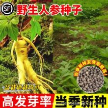 ˅NLɽҰɽ˅Na˅NͥԺ̨