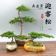 ӭ�����ɰ������辰�Gֲ ����辰�҃���՚�����b�