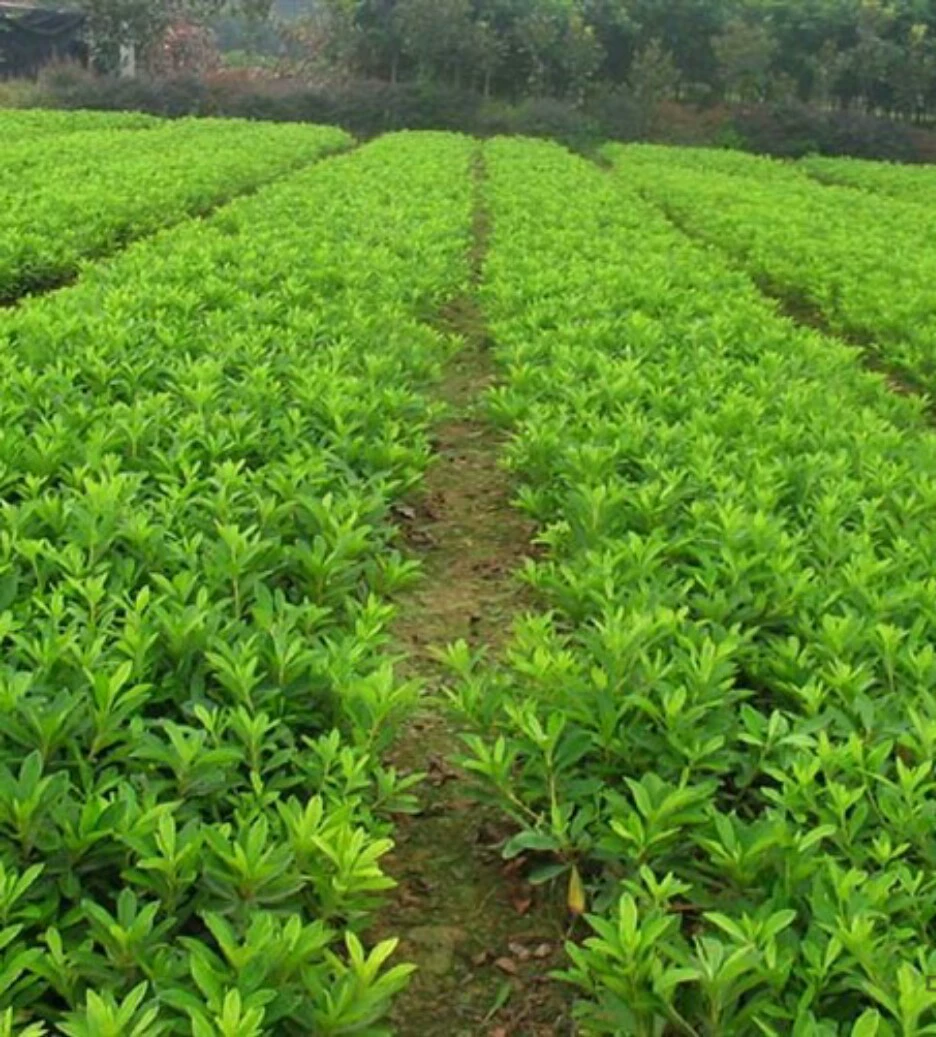 Рододендрон Сяошань Детские Прямые продажи Zijuan Chunjuan Xia Juan Западный Рододендрон Различные спецификации Озеленение