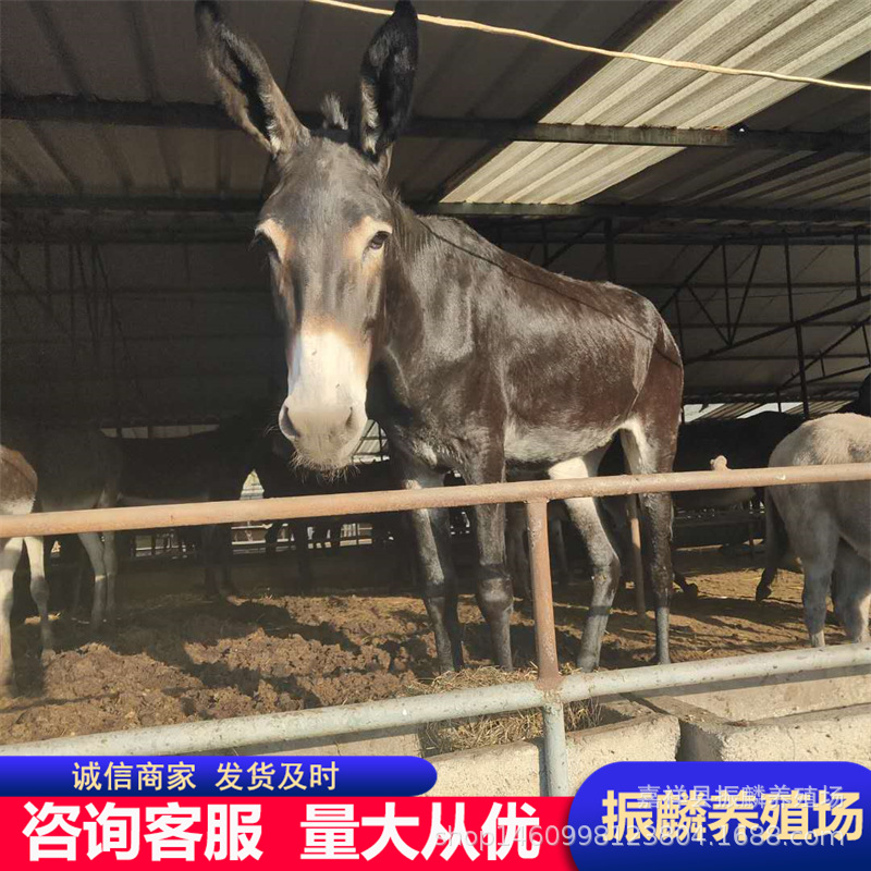 德州改良肉驴价格 肉驴苗一头三粉驴育肥驴 乌头驴崽养殖场