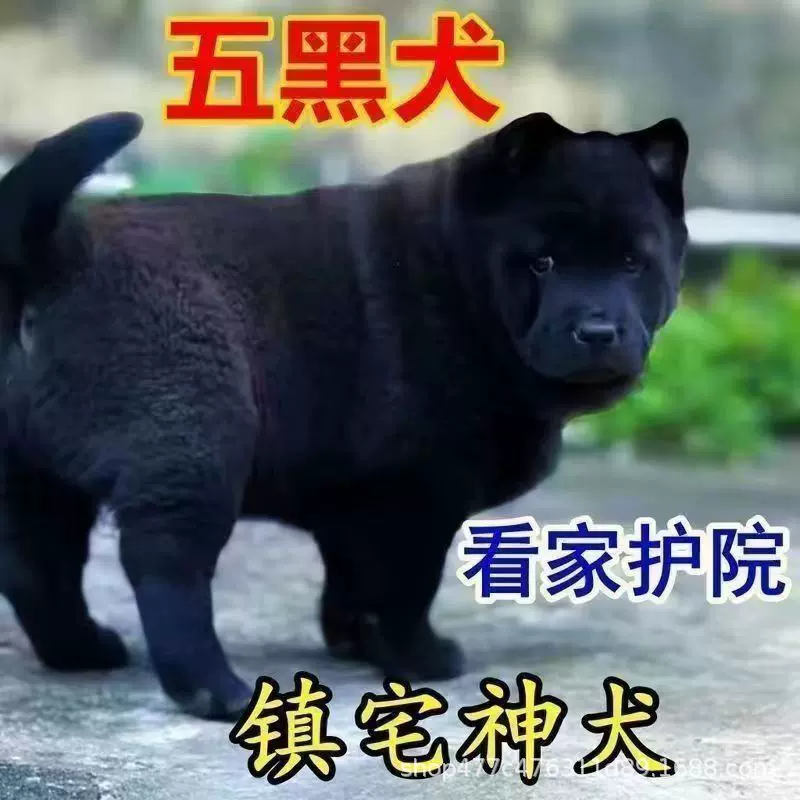 五黑犬幼犬活体广西土猎犬纯种五黑狗中华田园犬看家护院犬