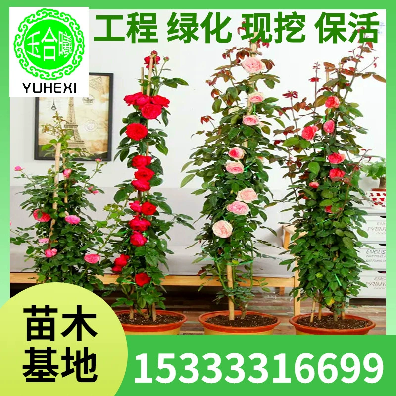 Оптовая база больших парадных виноградных роз, саженцы вьющихся роз, очень большие четырехсезонные цветущие ароматные розы европейской луны