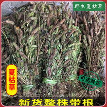 夏枯草现采新货全草带根夏枯草新鲜夏菇草散结夏菇草夏枯花真货好