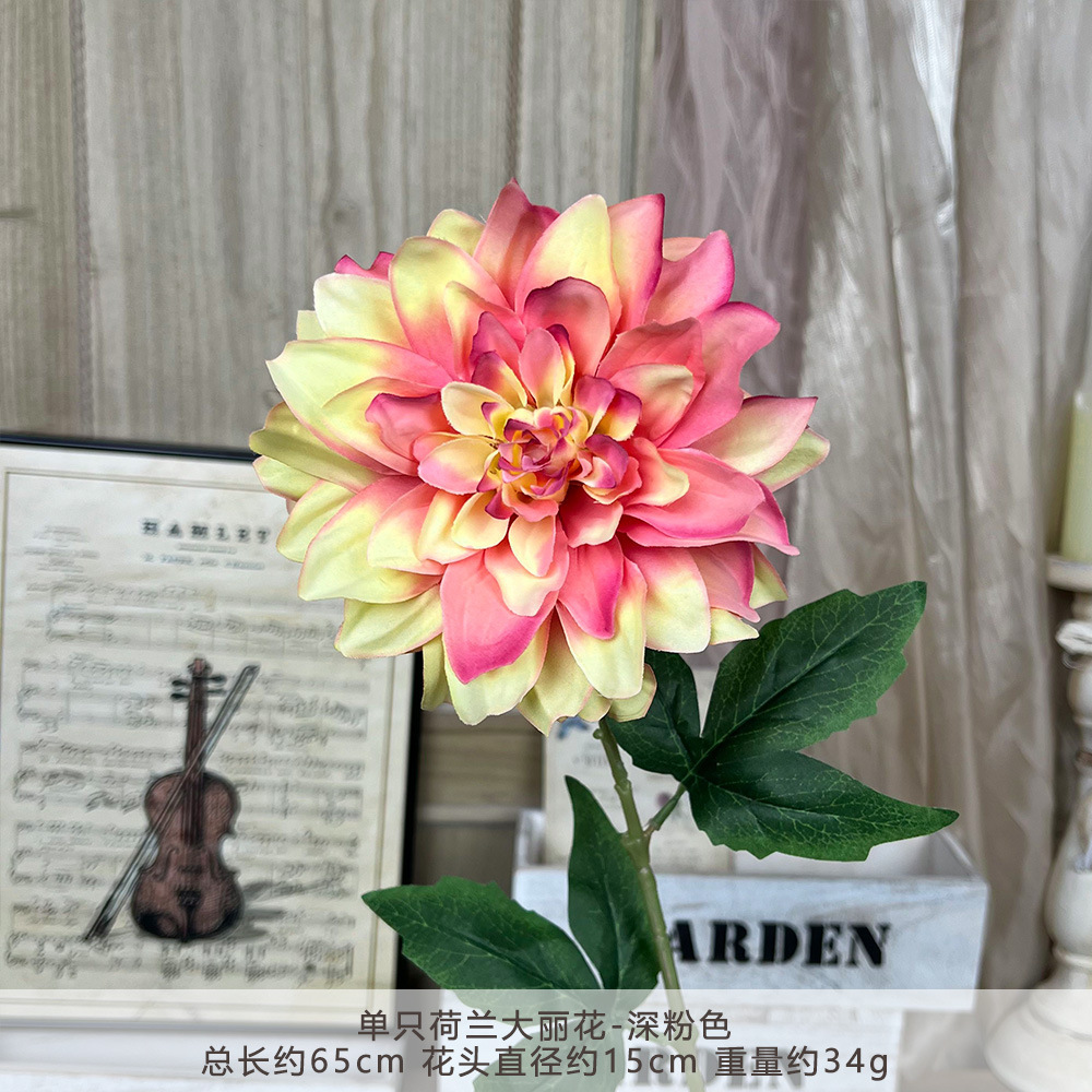 ดอกดาเลียดัตช์ก้านเดี่ยว - สีชมพูเข้ม