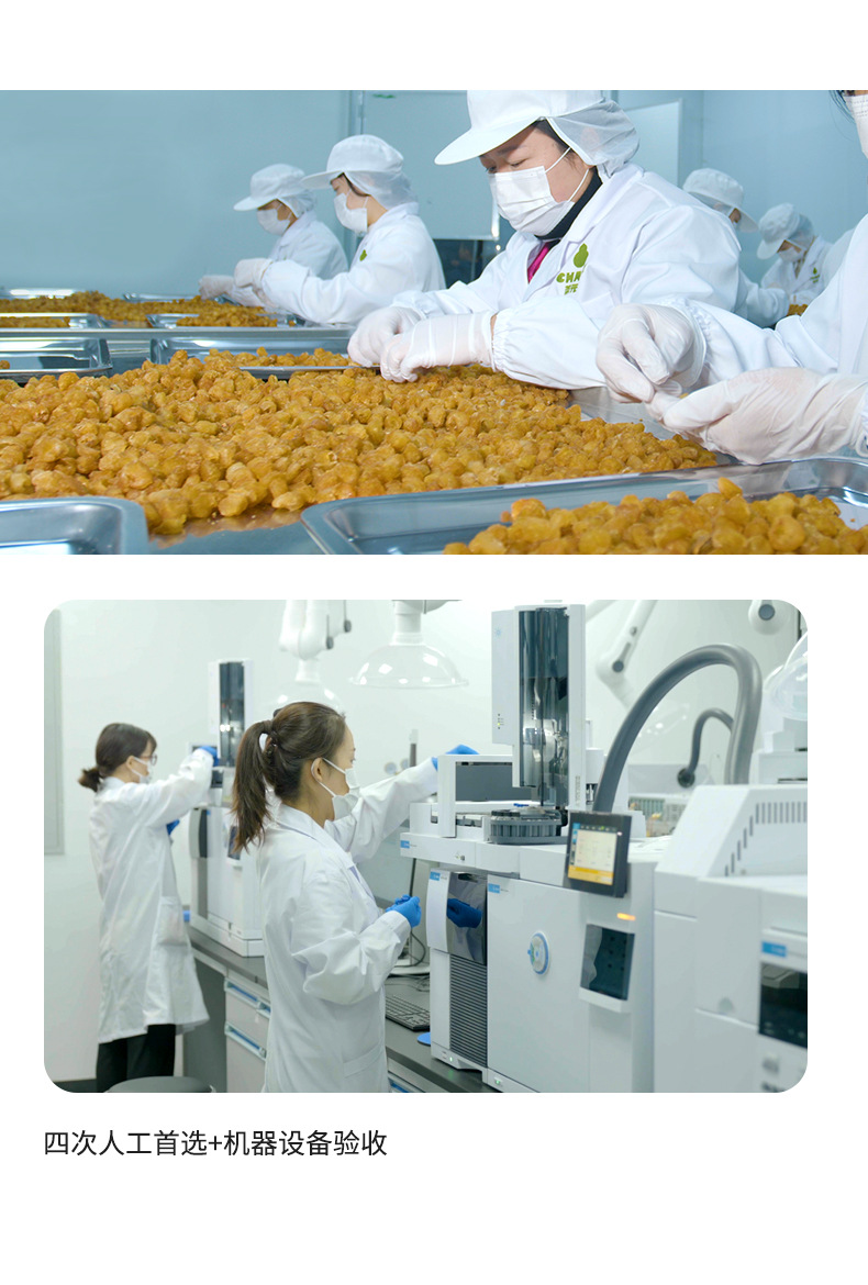 Dried Kumquat Slices Jin Ju Gan Fruit Tea 300g Jar Sugar Free Herbal Wellness Tea in use