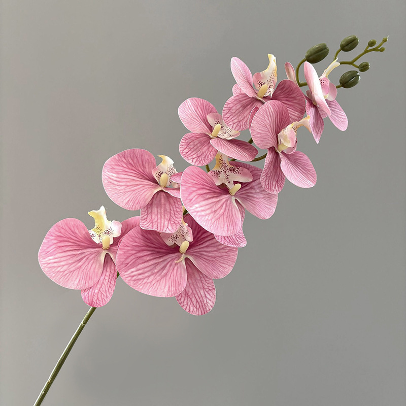 3D 호접란 7 머리 - 빈홍매화