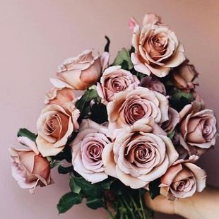 Dropshipping Coco Roc Rose Flower Seedlings Potted Retro Gray Balcony Courtyard Flowers and Green Plants