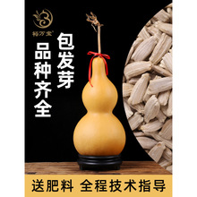 ����J�N���ش�̖�������J���^�p���������ˌ�С���J�N�ӷN���ȫ