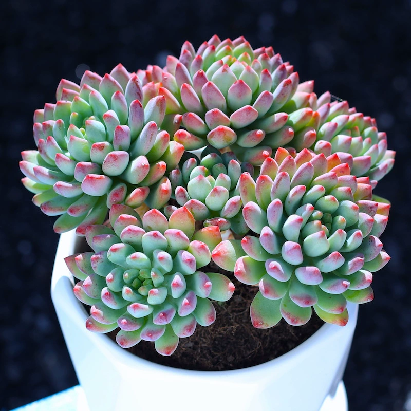 Суккулентное растение «Синее яблоко», комбинированное, старый сучок, многоглавое, большое, для балкона, дома, офиса, в горшке.