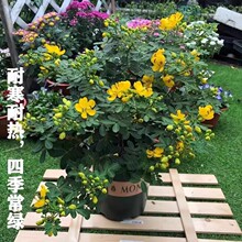 黄金梅决明子黄槐花盆栽蛇灭门阳台庭园花镜耐寒耐热植物易活绿植