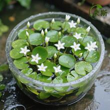 һ�~ɏˮ��ˮ��ˮ��ֲ�����ˮ�|��ɏ��˯ɏ�~���쾰��Ƽ�B�����