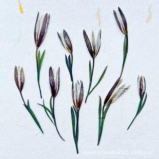 Wild Lily Old Duck Flap Dried Flower Embossed Natural Plant Specimen Drops of Glue Handmade diy Makeup Nail Material