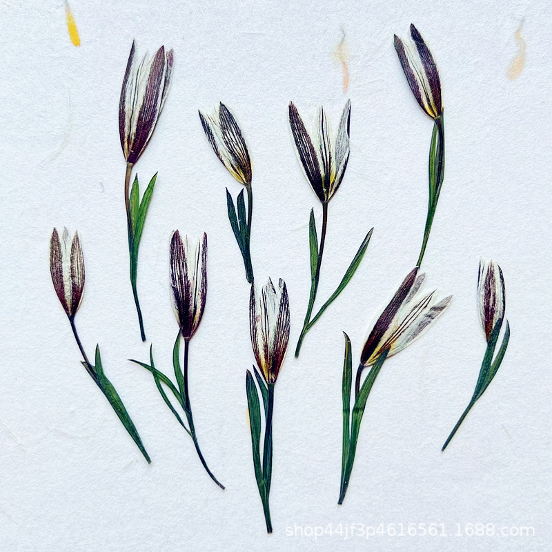 Wild Lily Old Duck Flap Dried Flower Embossed Natural Plant Specimen Drops of Glue Handmade diy Makeup Nail Material