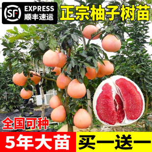 ���ڼ޽����Ә���t���������Ե����ϱ����Nֲ���t�����箔��Y��