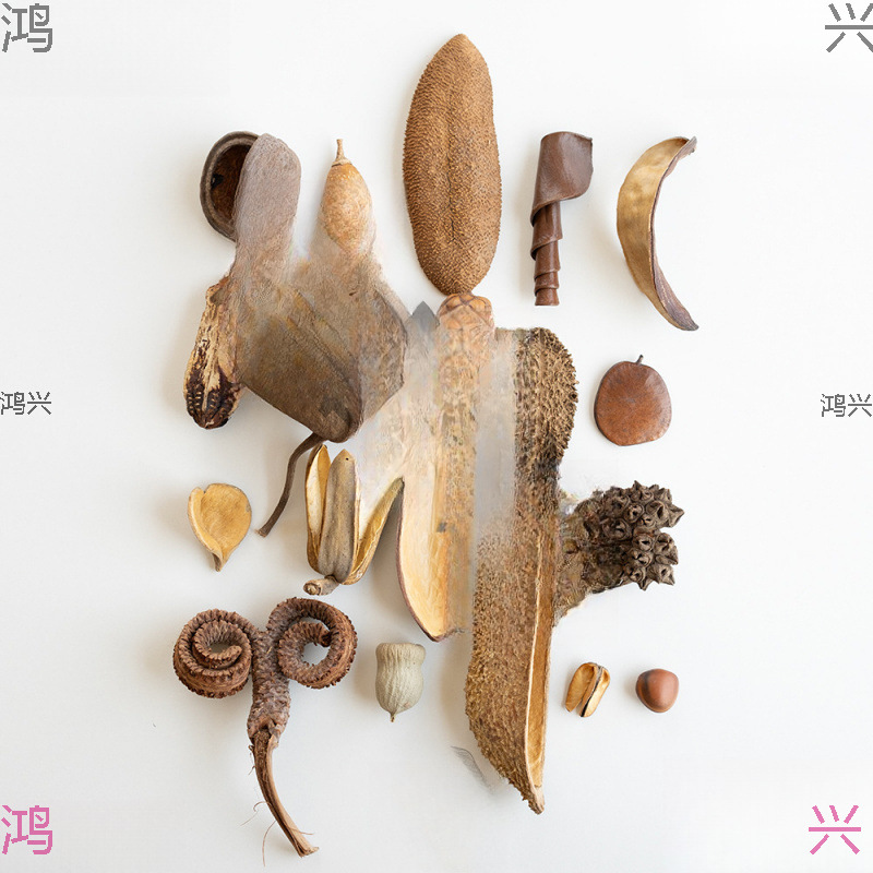 植物大全干果 标本相框diy装饰 果子类收藏设计花材道具