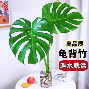 ������ˮ��ֲ�����Դ��~�Ϙ��҃ȿ͏d�����B��ƿ��ꎳ�����B�Gֲ