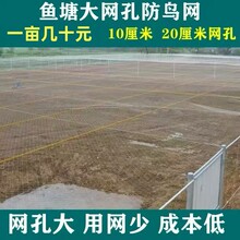 鱼塘防大鸟尼龙材质加粗线防鸟网螃蟹泥鳅水产养殖天网防护网