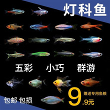 红绿灯鱼活体小型灯科鱼热带观赏鱼草缸群游鱼红绿灯鱼热带鱼便宜